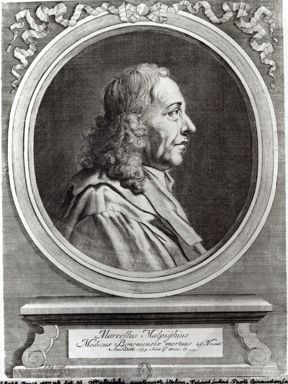 Marcello Malpighi (1628–94) 67 år gammel, 1694 av Johannes Kip