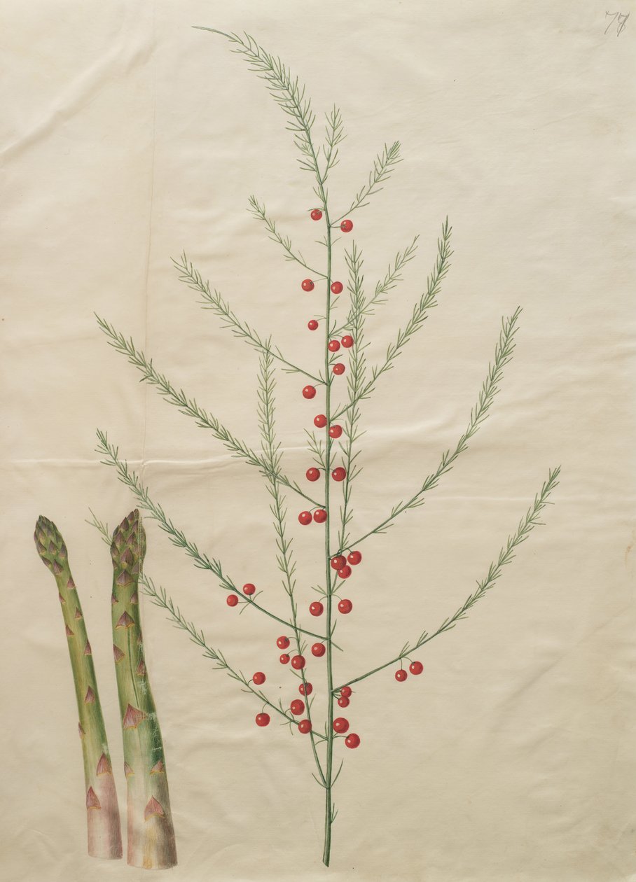 Asparges officinalis av Johannes Simon Holtzbecher
