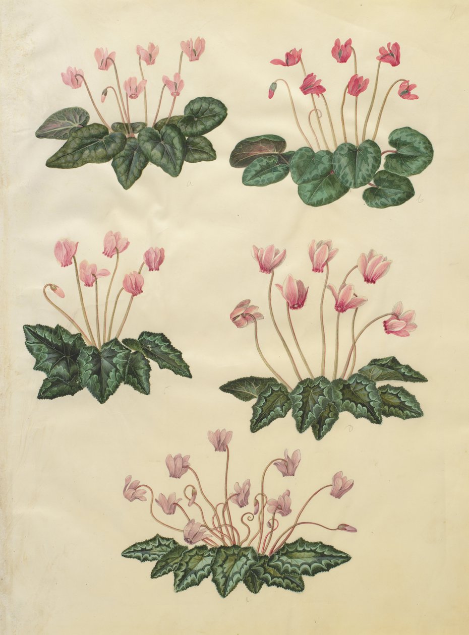 Cyclamen purpurascens; Cyclamen hederifolium av Johannes Simon Holtzbecher