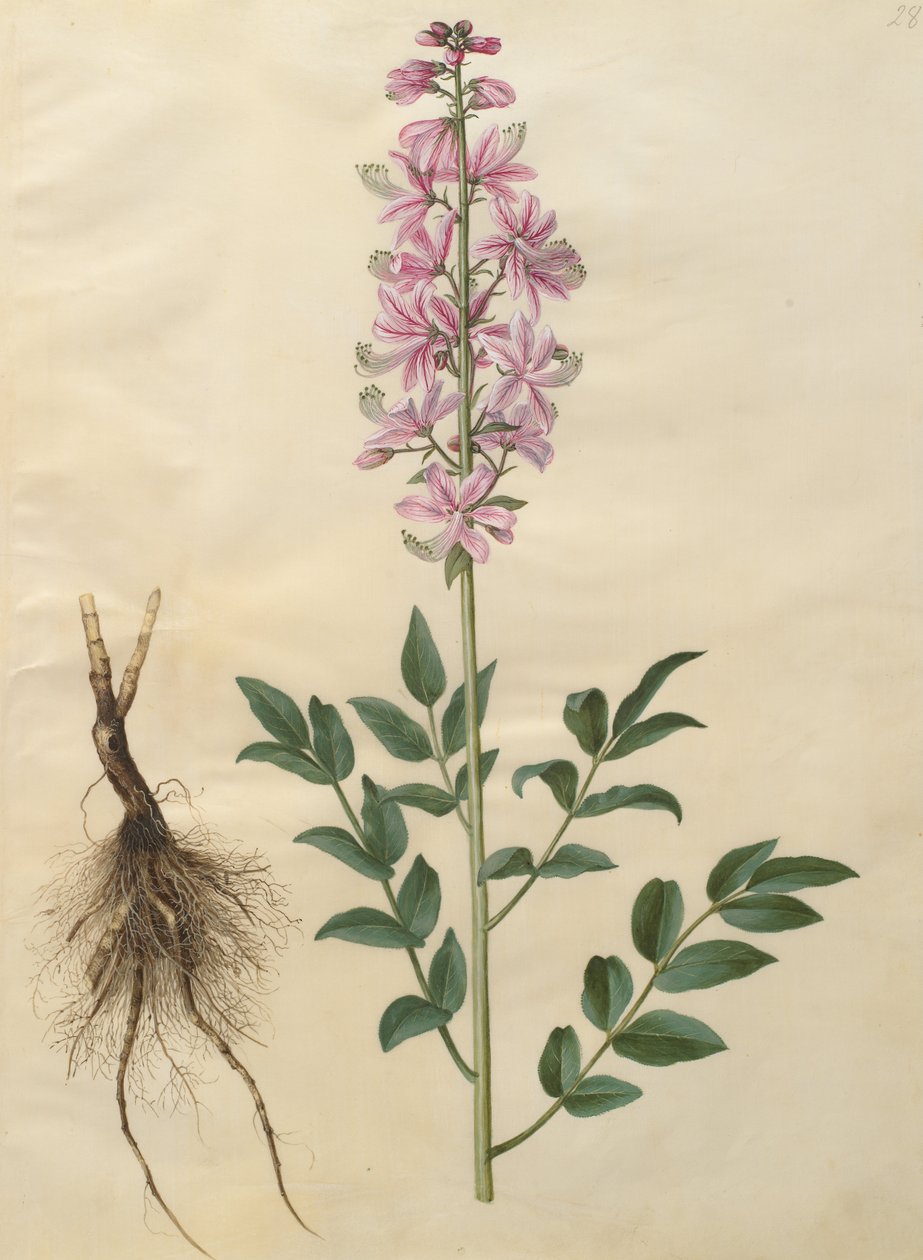 Dictamnus albus av Johannes Simon Holtzbecher
