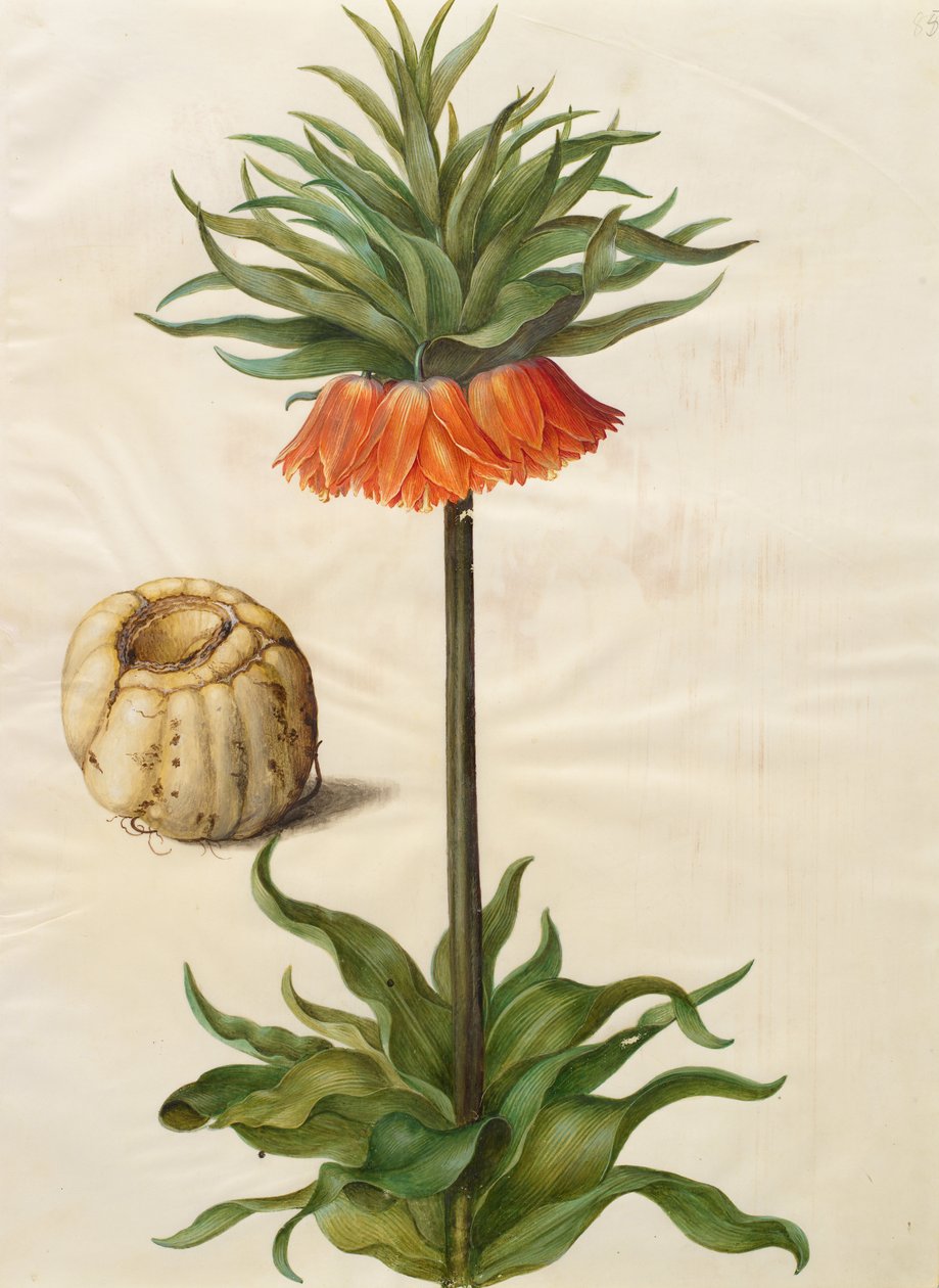Fritillaria imperialis av Johannes Simon Holtzbecher