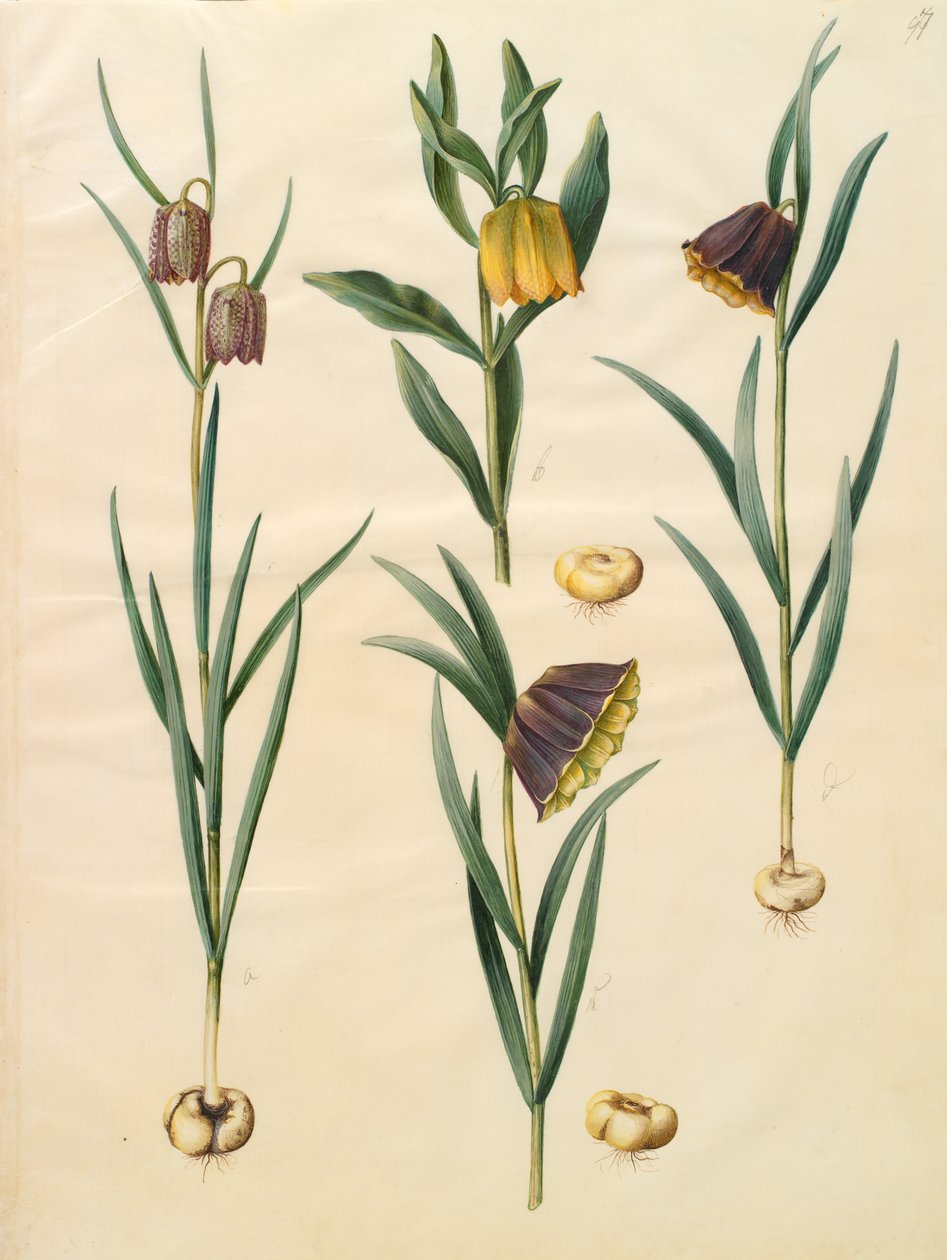 Fritillaria meleagris av Johannes Simon Holtzbecher