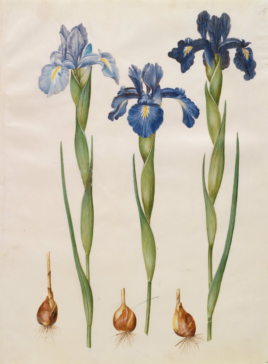 Iris xiphioides av Johannes Simon Holtzbecher