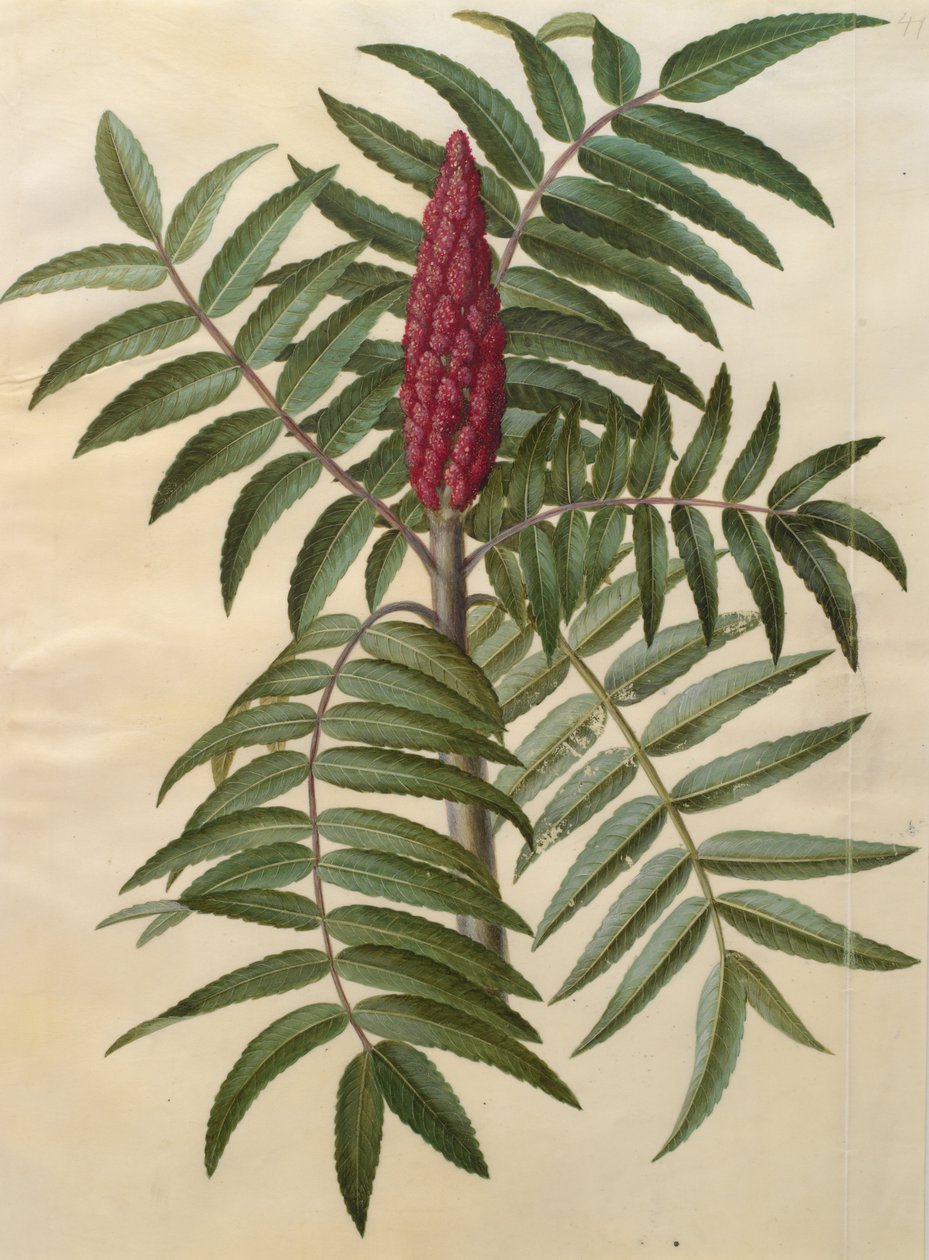 Rhus typhina av Johannes Simon Holtzbecher
