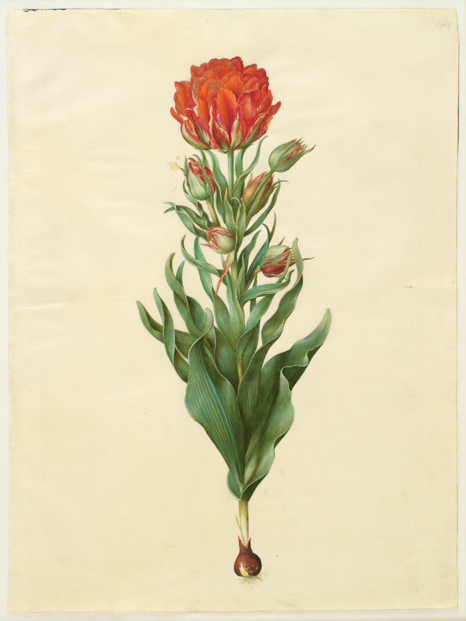 Tulipa gesneriana av Johannes Simon Holtzbecker