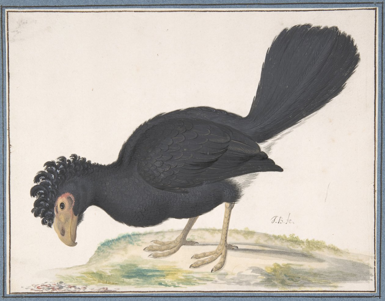A Black Curassow, n.d.. av Johannes Bronckhorst