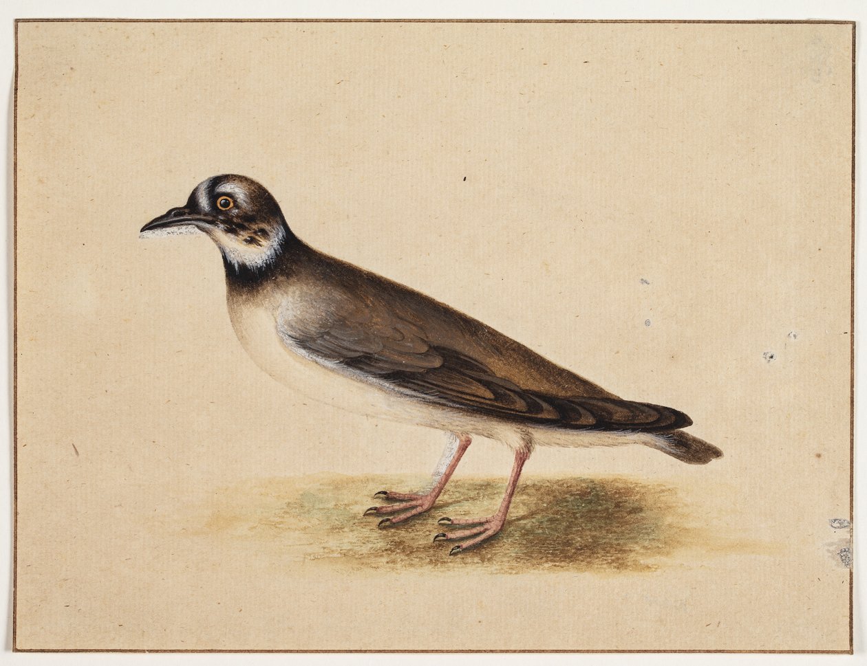 Fugl av Johannes Bronckhorst