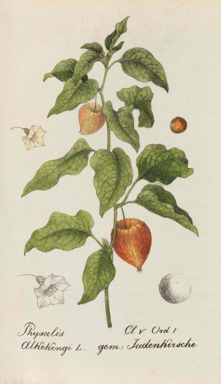 Samling av sveitsiske planter, 1825-1846. av Johannes Jacob Hegetschweiler