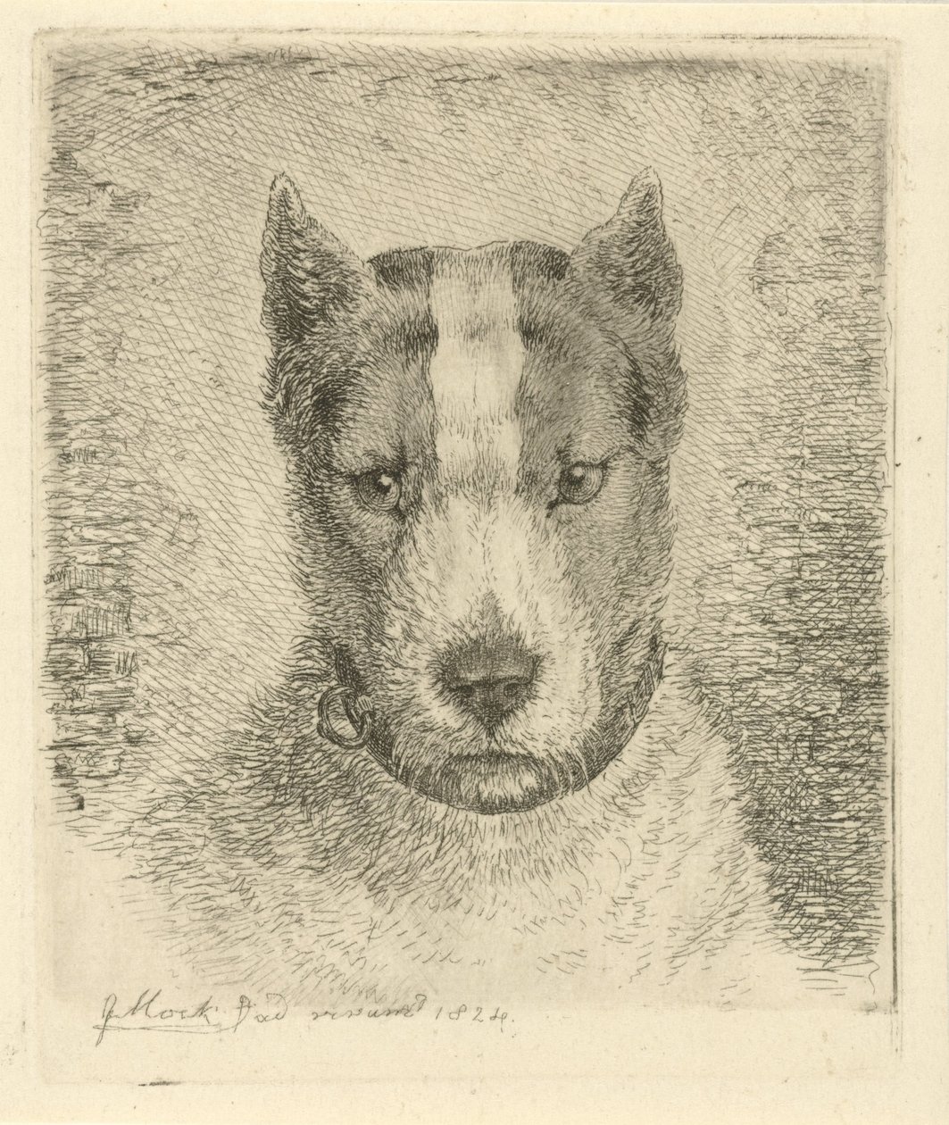 Hundehode med halsbånd av Johannes Mock