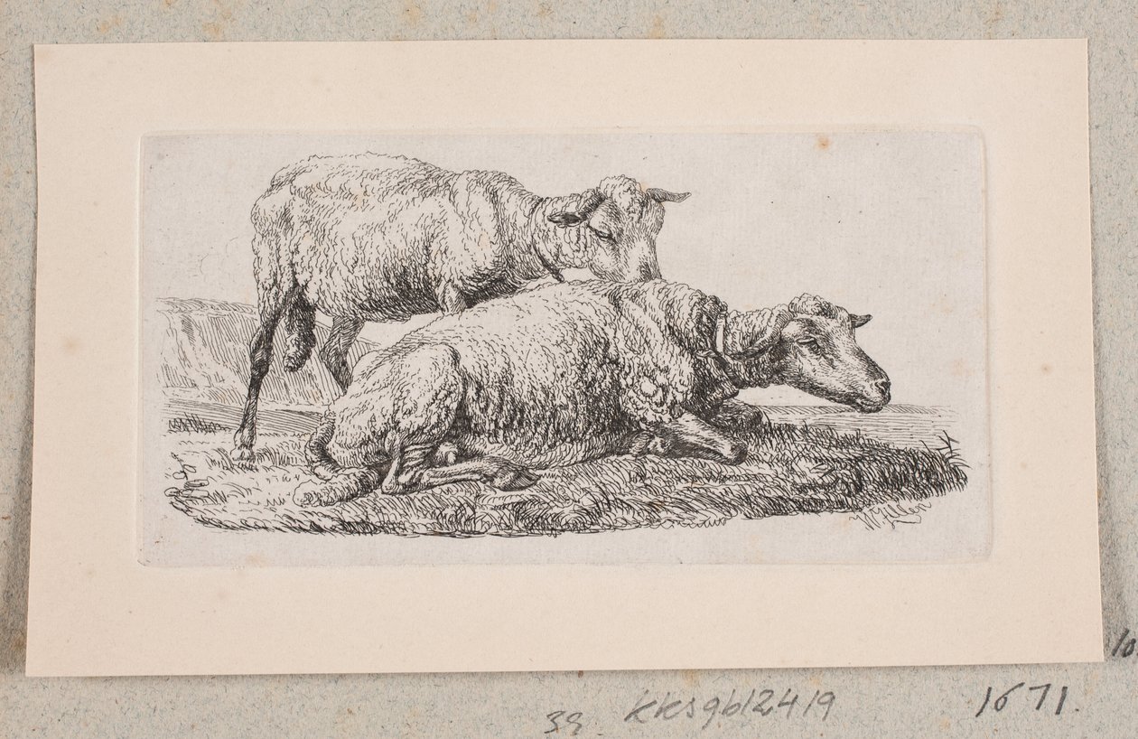To sauer av Johannes Wilhelm Zillen