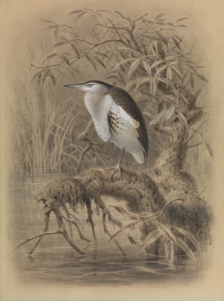 Little Bittern, Ixobrychus minutus av John Gerrard Keulemans