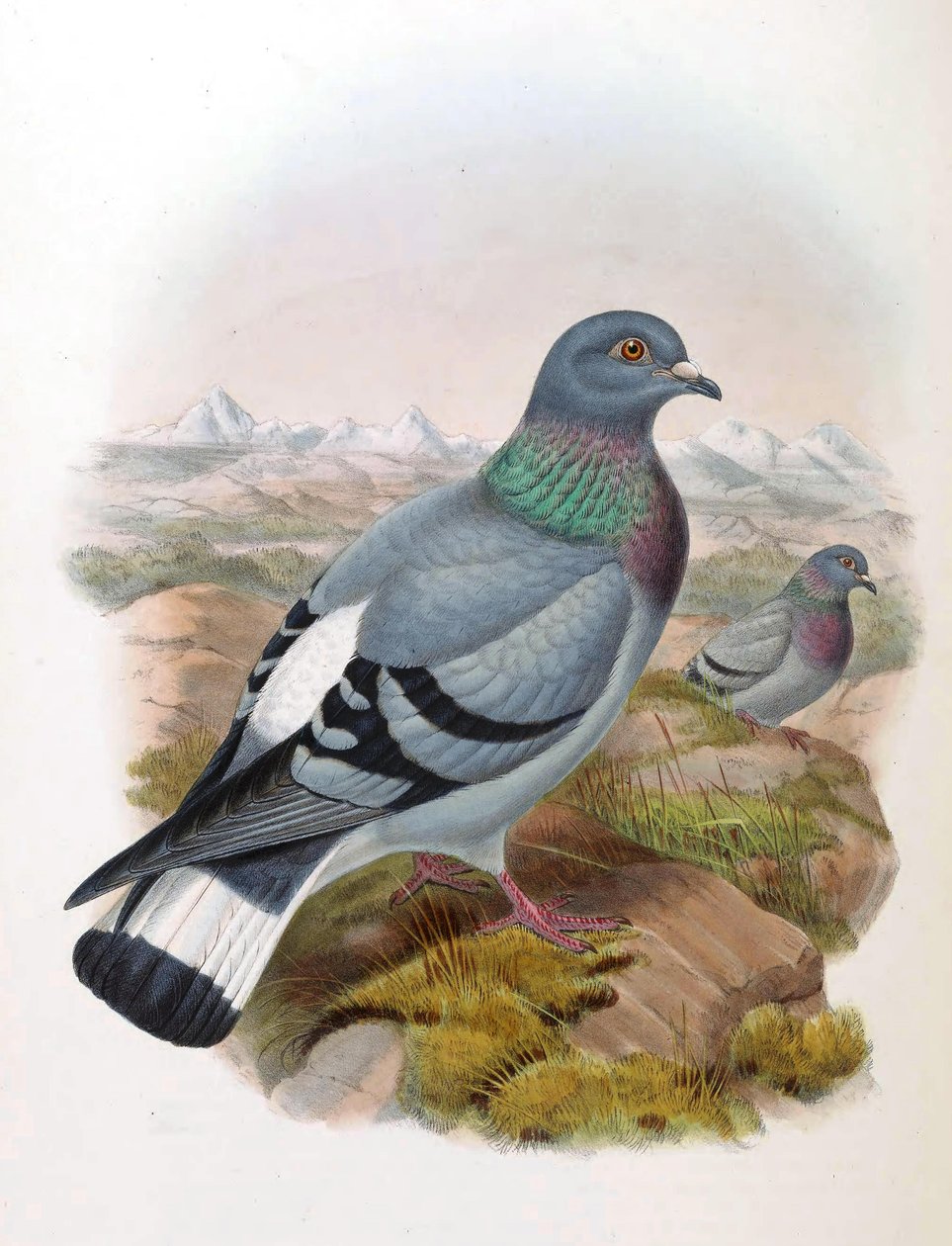 Steindue (Columba rupestris) av John Gould