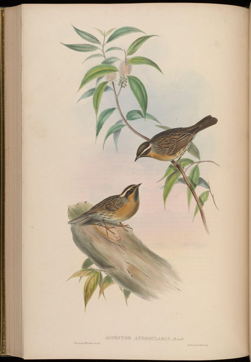 Accentor atrogularis = Prunella atrogularis av John Gould