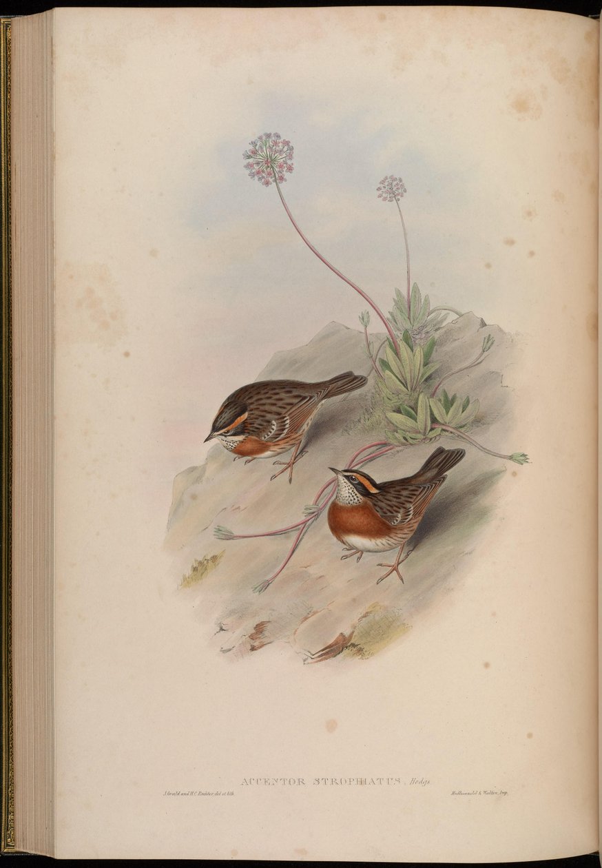 Accentor strophiatus = Prunella strophiata av John Gould