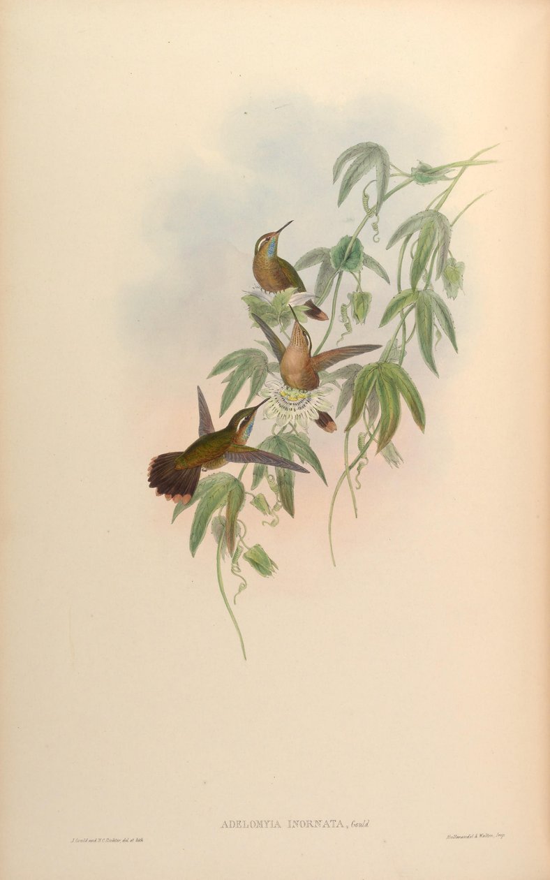 Adelomyia inornata = Adelomyia melanogenys inornata av John Gould