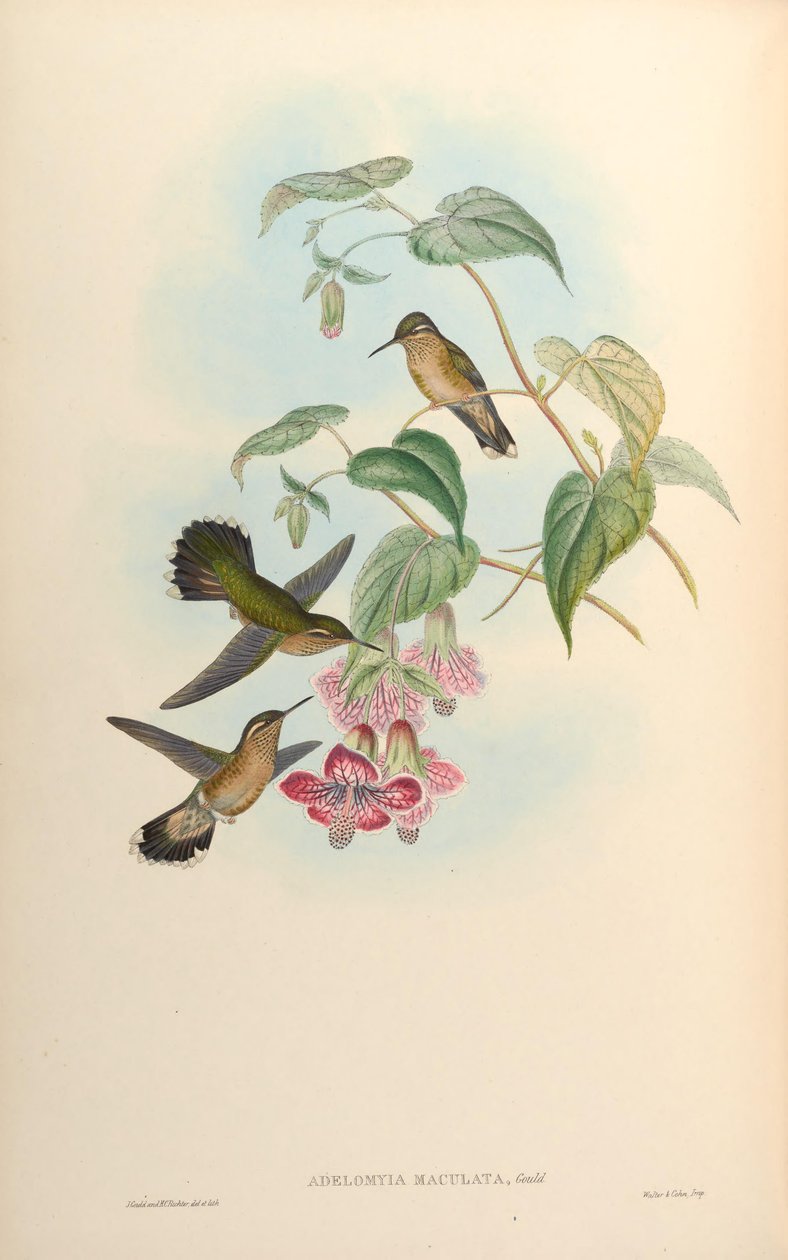 Adelomyia maculata = Adelomyia melanogenys maculata av John Gould