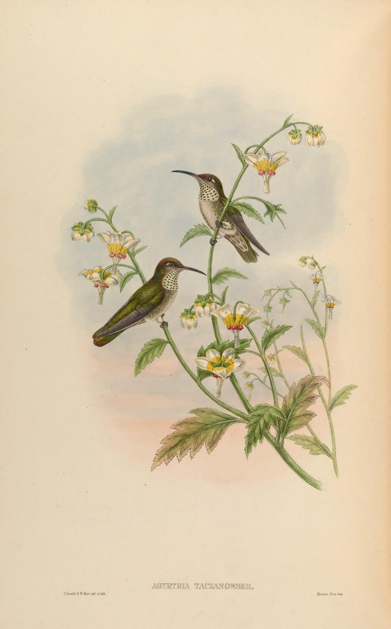 Agyrtria taczanowskii = Leucippus taczanowskii av John Gould