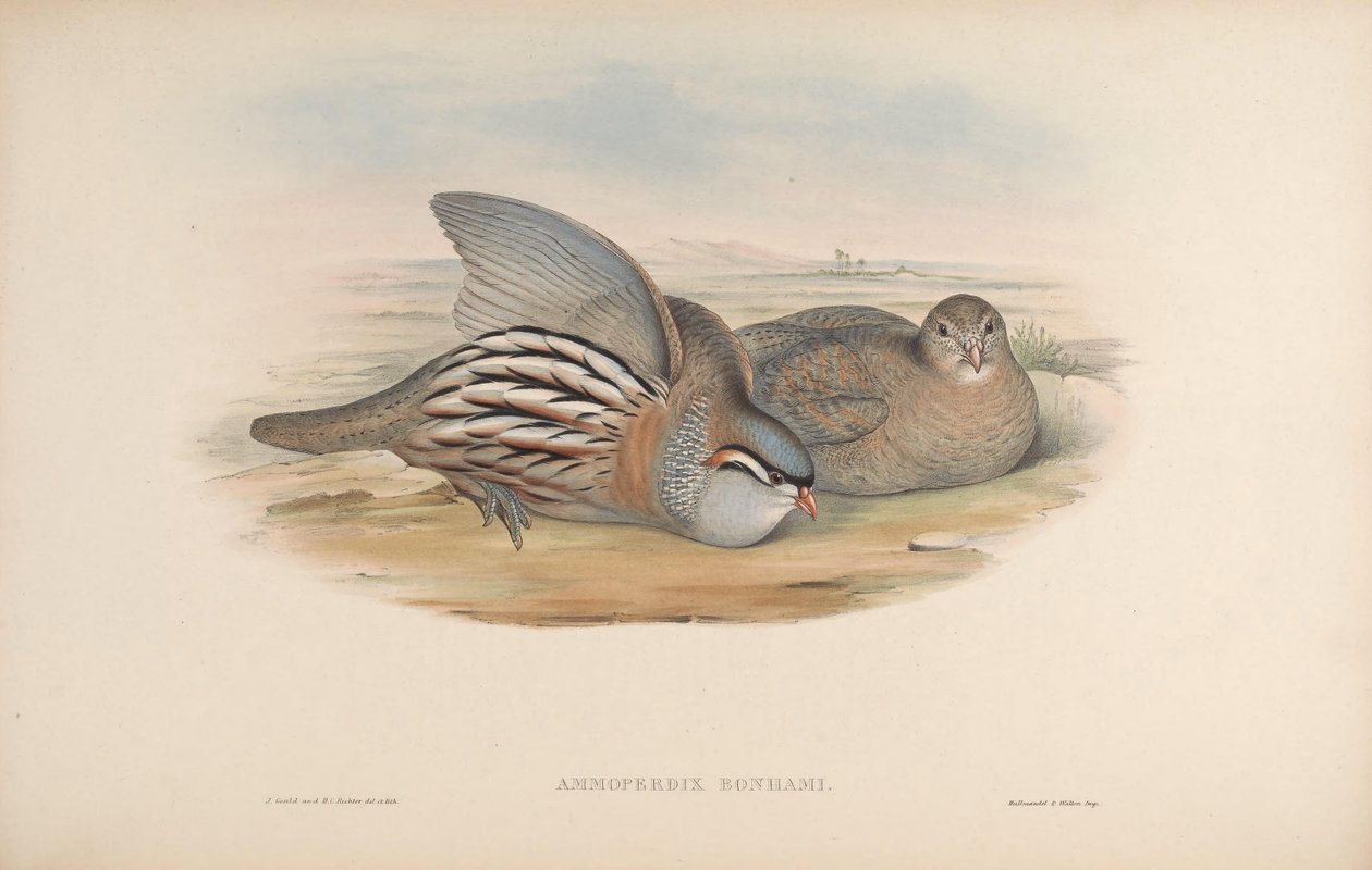 Ammoperdix bonhami = Ammoperdix griseogularis av John Gould