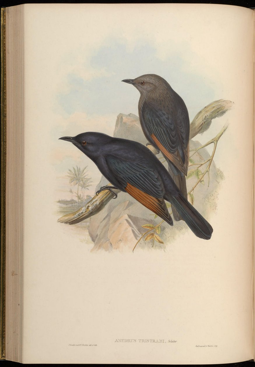 Amydrus tristamii = Onychognathus tristramii av John Gould