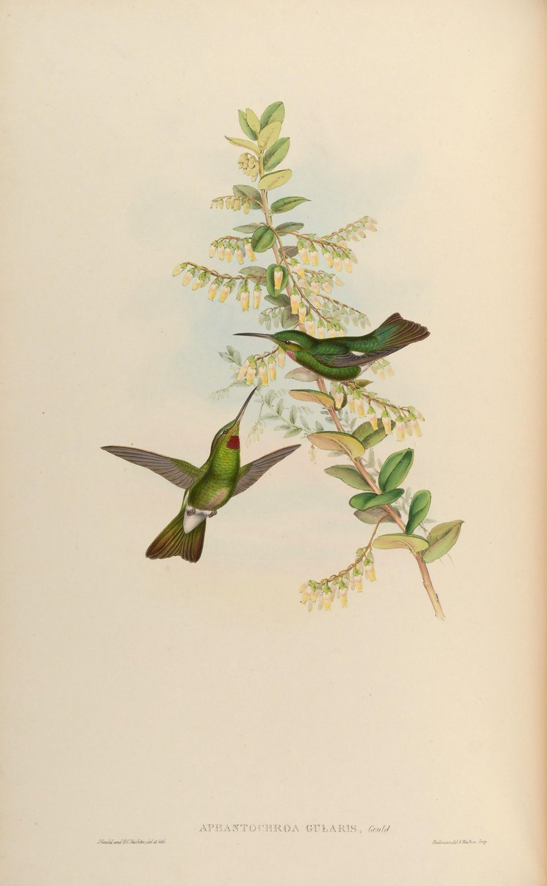 Aphantochroa gularis = Heliodoxa gularis av John Gould