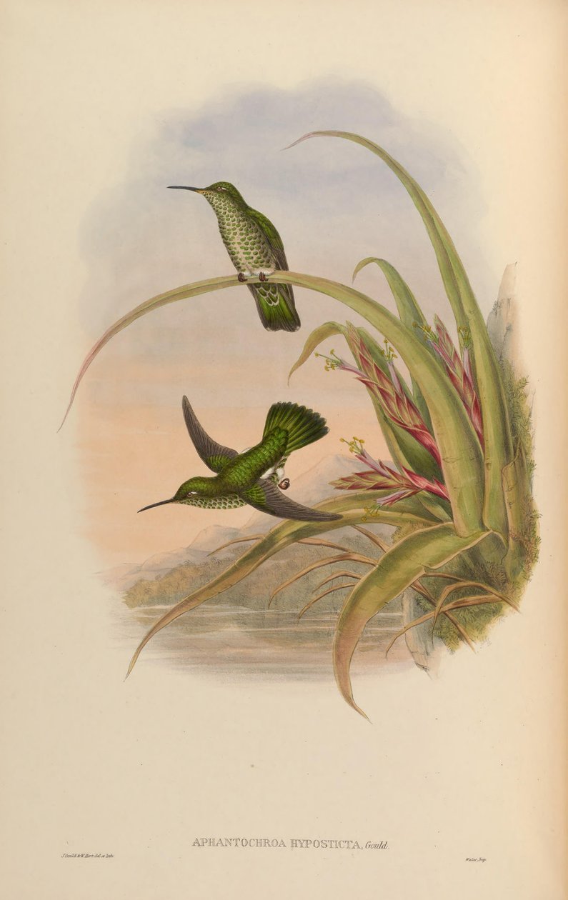 Aphantochroa hyposticta = Taphrospilus hypostictus av John Gould