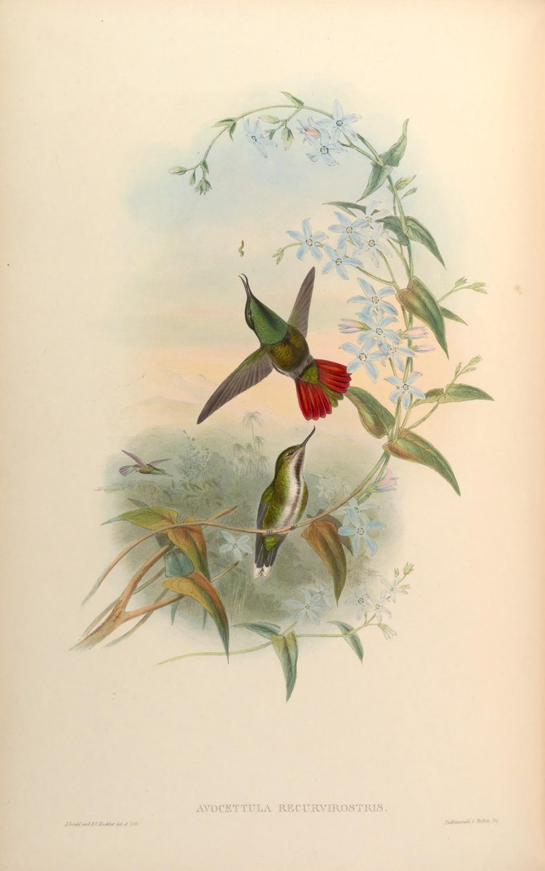 Avocettula recurvirostris av John Gould