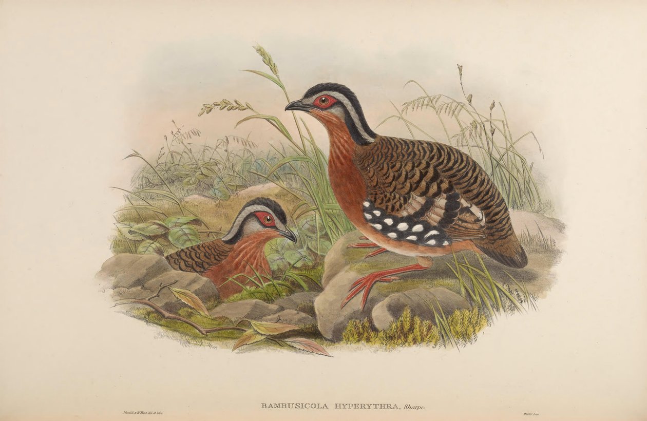 Bambusicola hyperythra = Arborophila hyperythra av John Gould