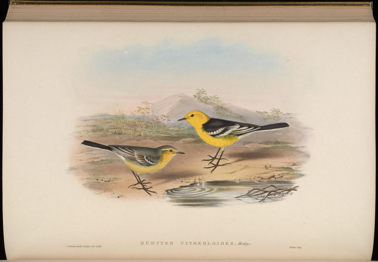 Budytes citreoloides = Motacilla citreolus citreoloides av John Gould