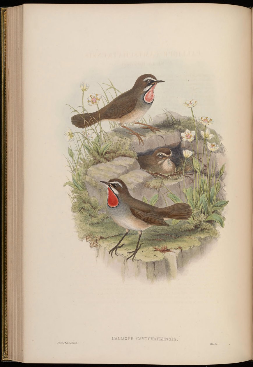 Calliope camtschatkensis = Luscinia calliope camtschatkensis [] av John Gould