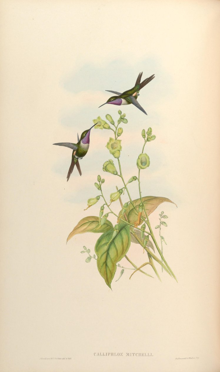 Calliphlox mitchelli av John Gould