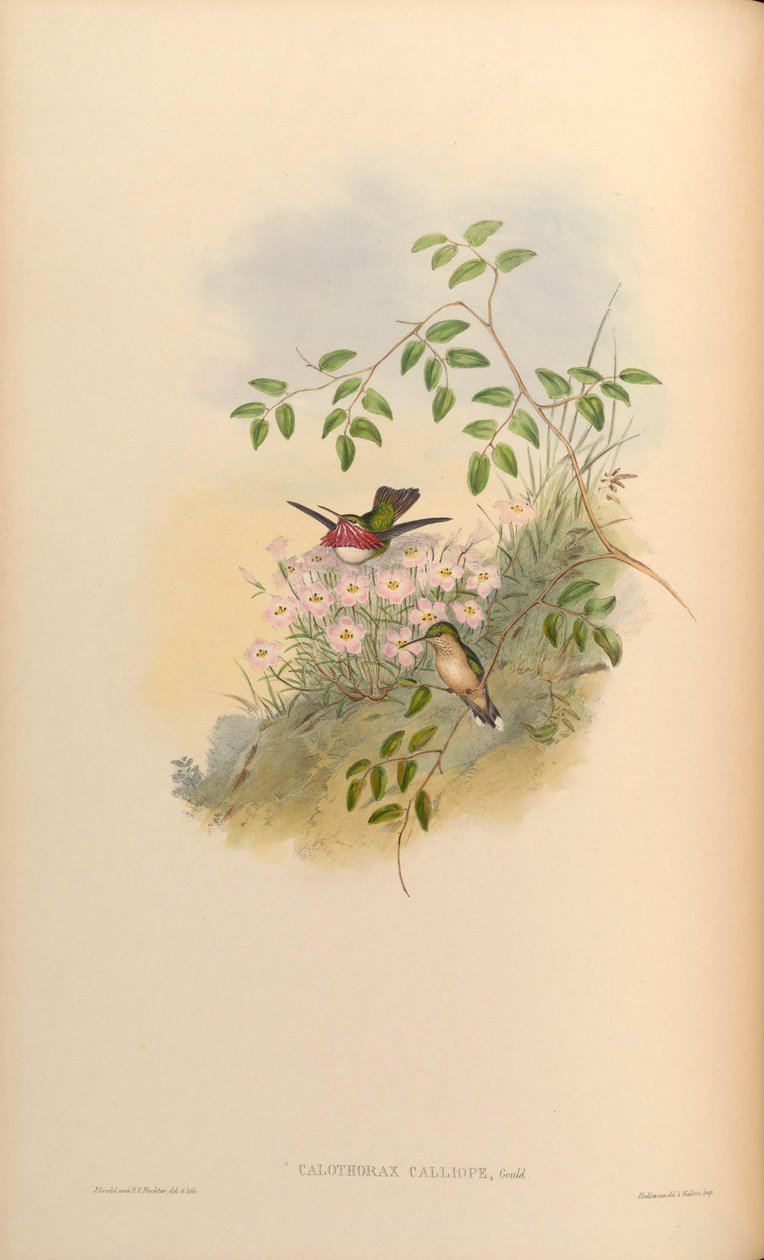 Calothorax calliope = Stellula calliope av John Gould