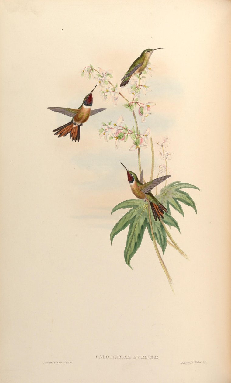 Calothorax evelinae = Calliphlox evelynae av John Gould