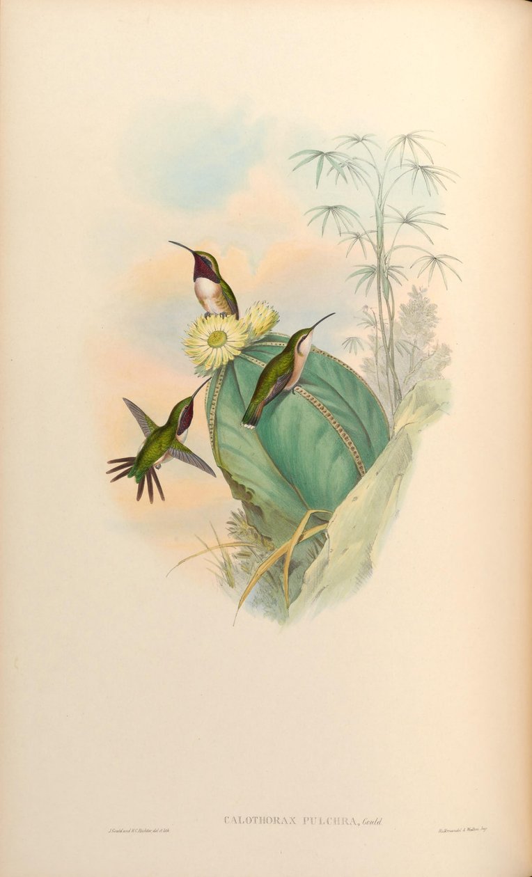 Calothorax av John Gould