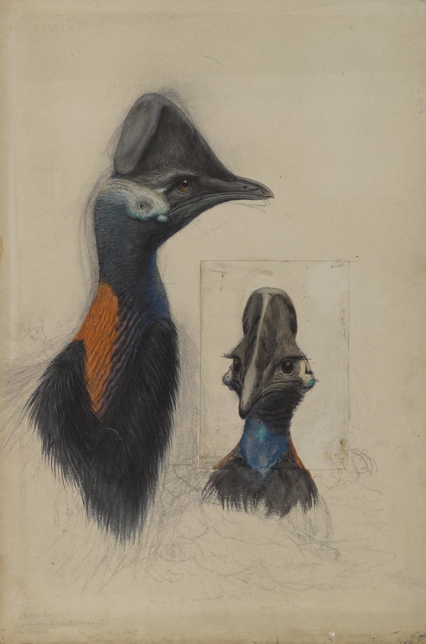 Casuarius Westerman, 1873 av John Gould