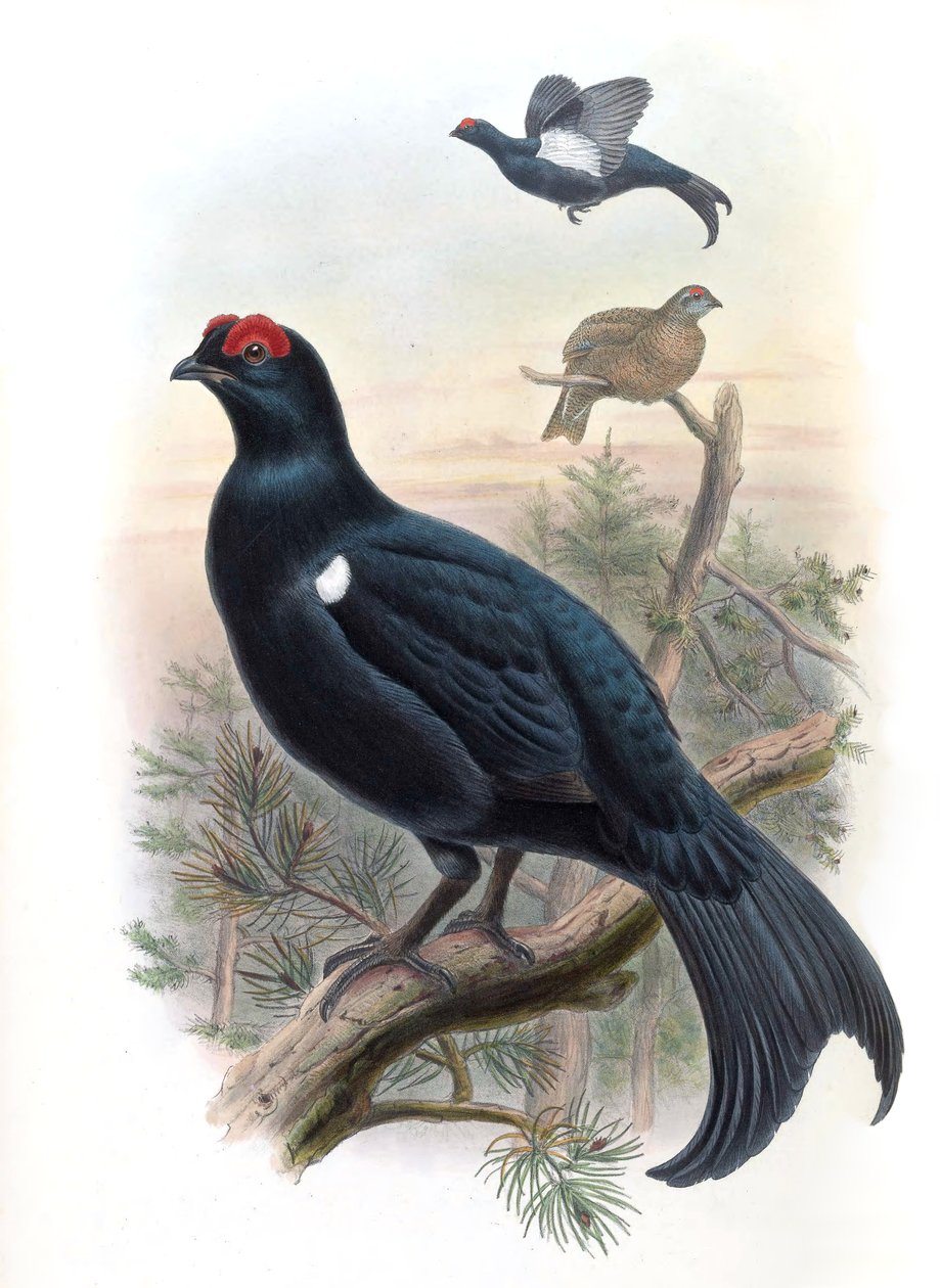 Kaukasisk rype Lyrurus mlokosiewiczi (syn. Tetrao mlokosiewiczi) av John Gould