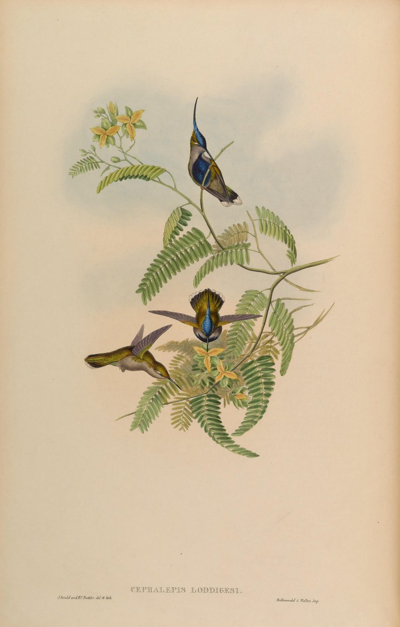 Cephalepis loddigesi = Stephanoxis lalandi loddigesii av John Gould