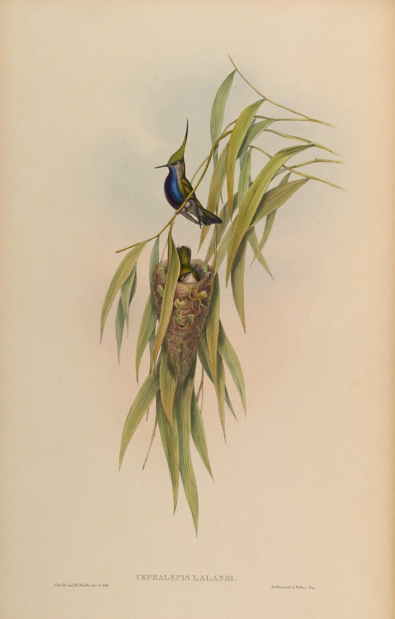 Cephallepis delalandii = Stephanoxis lalandi lalandi av John Gould