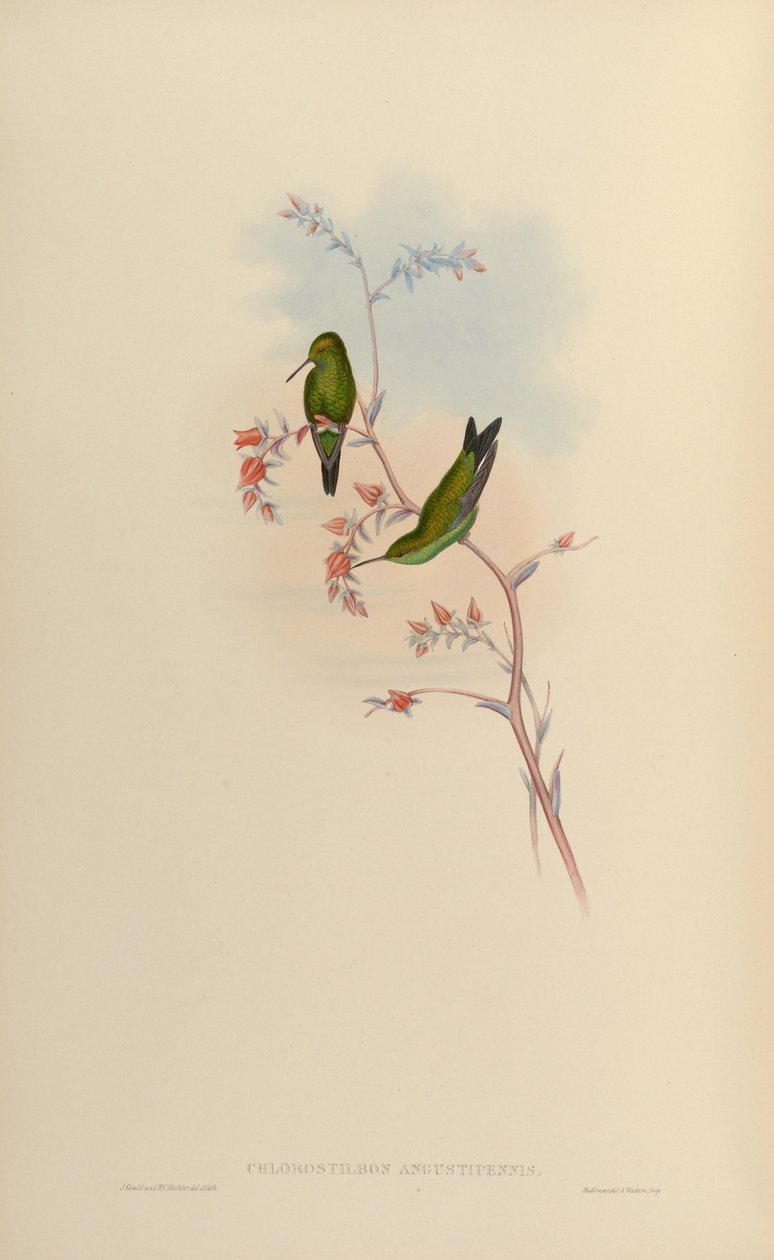 Chlorostilbon angustipennis = Chlorostilbon gibsoni av John Gould
