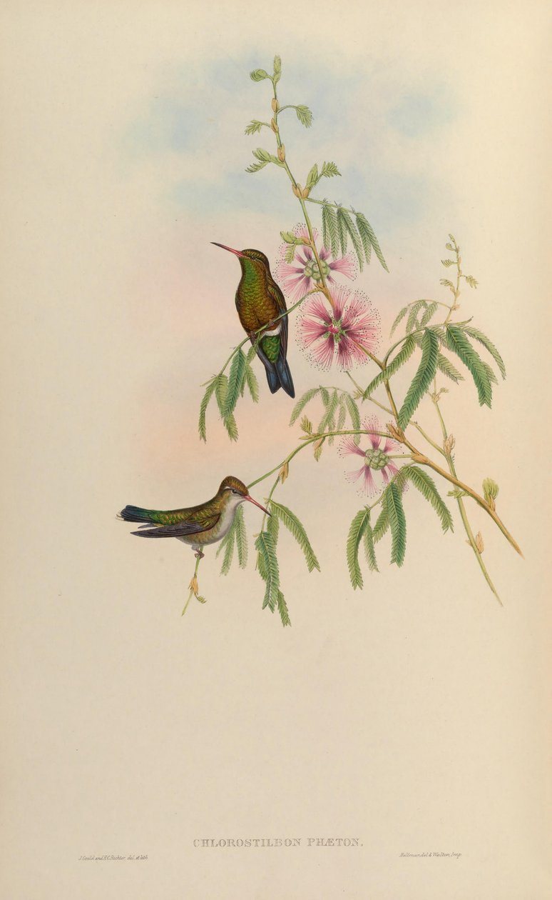 Chlorostilbon phaethon = Chlorostilbon aureoventris = Chlorostilbon lucidus av John Gould