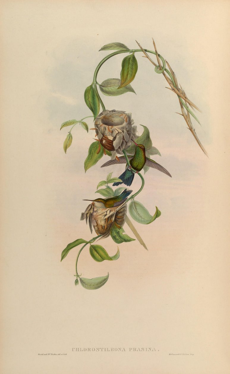 Chlorostilbone green = Chlorostilbone bee green av John Gould