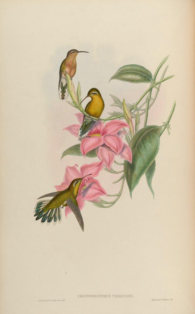 Chrysobronchus virescens = Amazilia viridicauda av John Gould