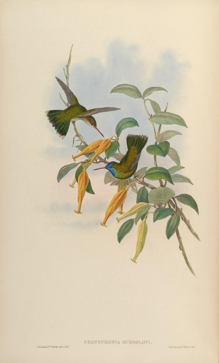 Chrysuronia humboldti = Hylocharis humboldti av John Gould