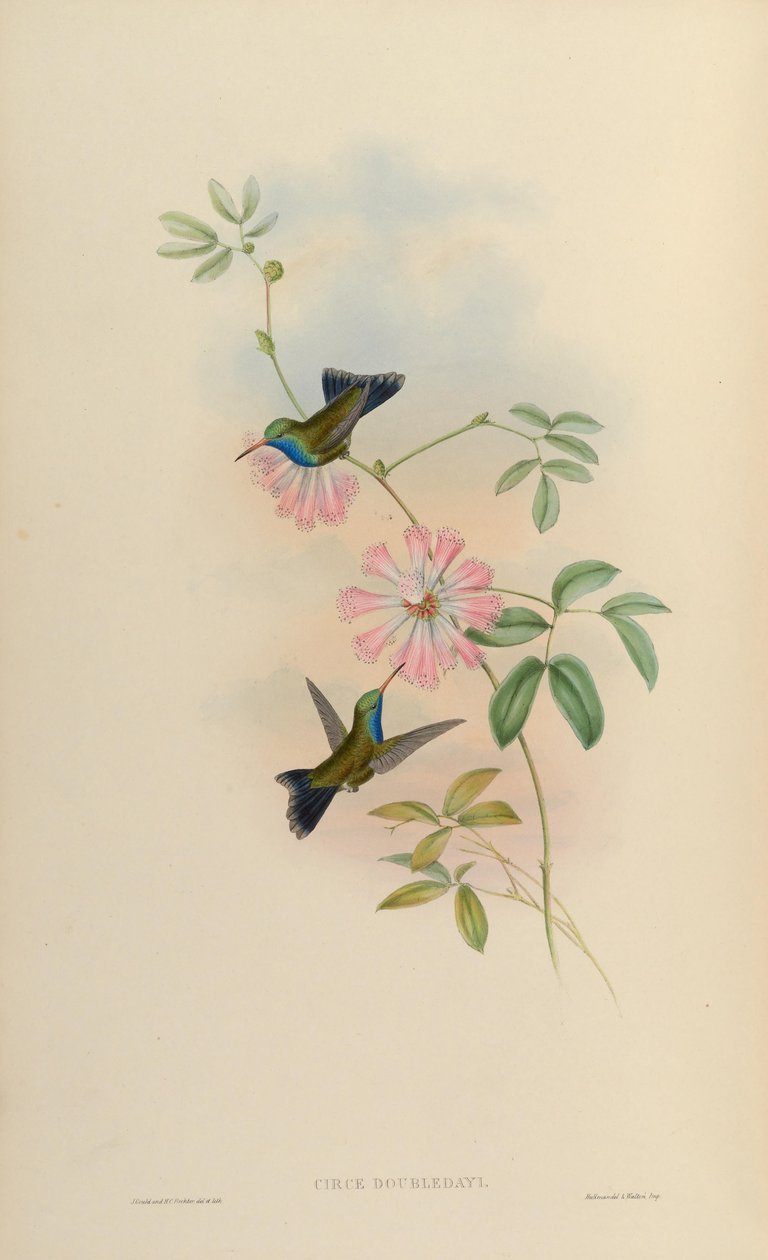 Circe doubledayi = Cynanthus latirostris doubledayi av John Gould