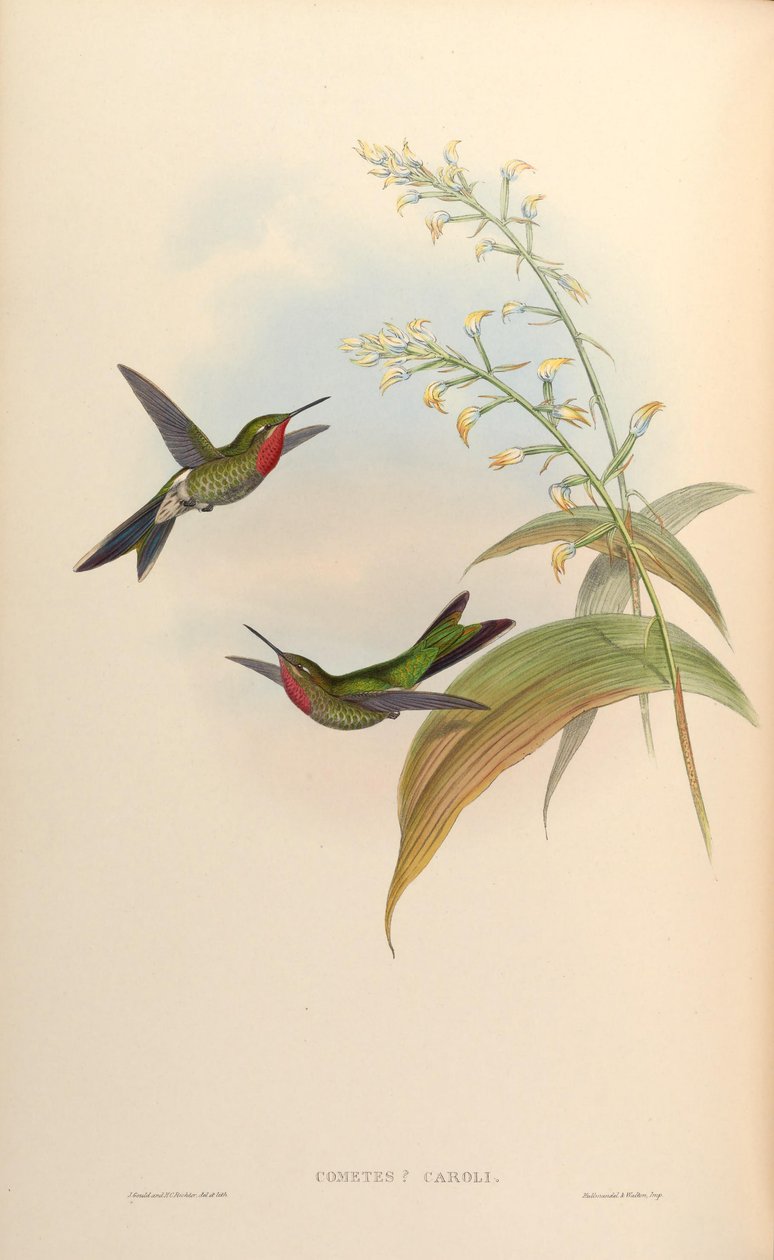 Comet caroli = Polyonomus caroli av John Gould