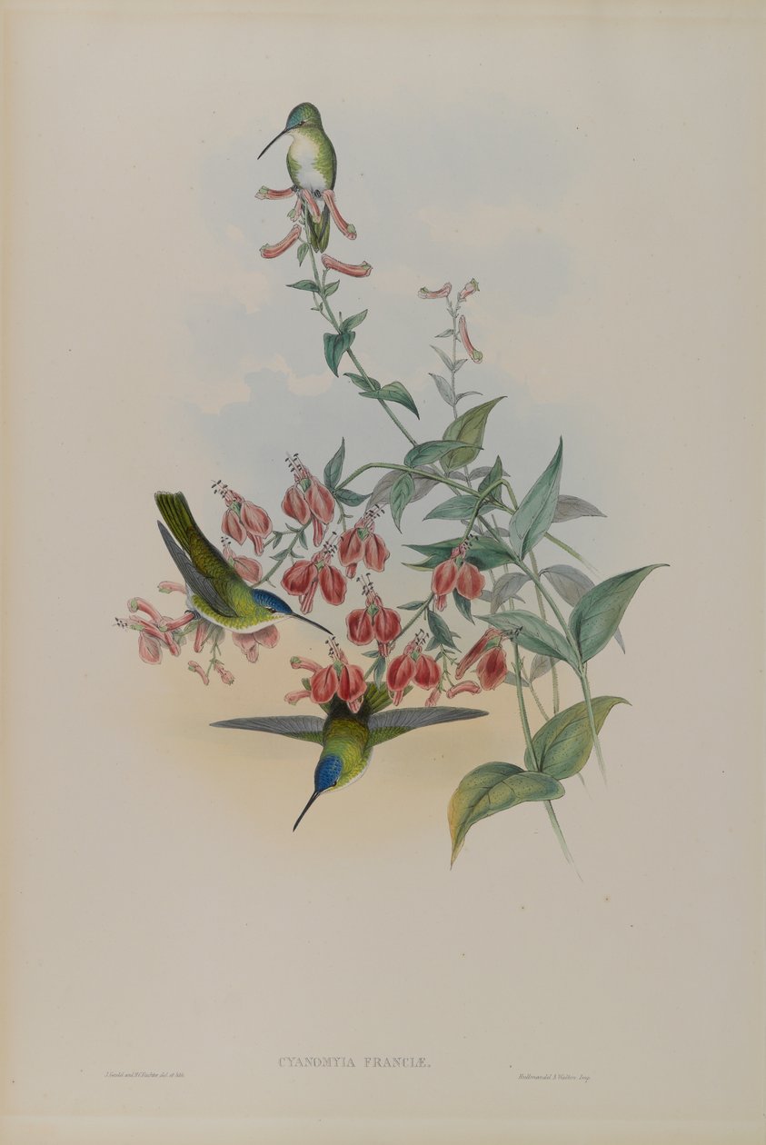 Cyanomyia Franciae: Francias Azure-Crown av John Gould