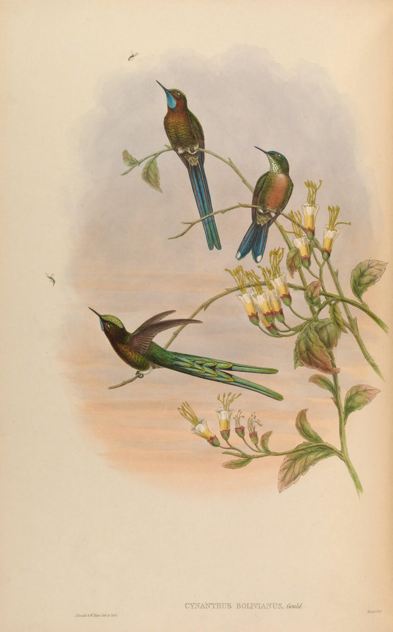 Cynanthus bolivianus = Aglaiocercus kingi smaragd av John Gould