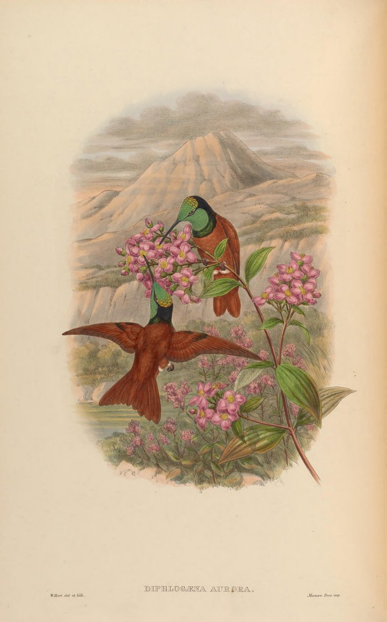 Diphlogaena aurora = Coeligena iris aurora av John Gould