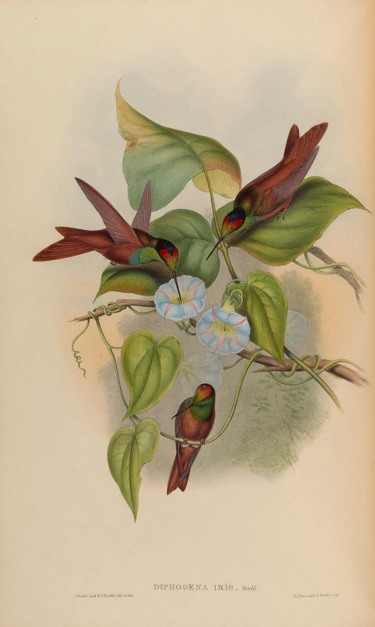 Diphogena iris av John Gould
