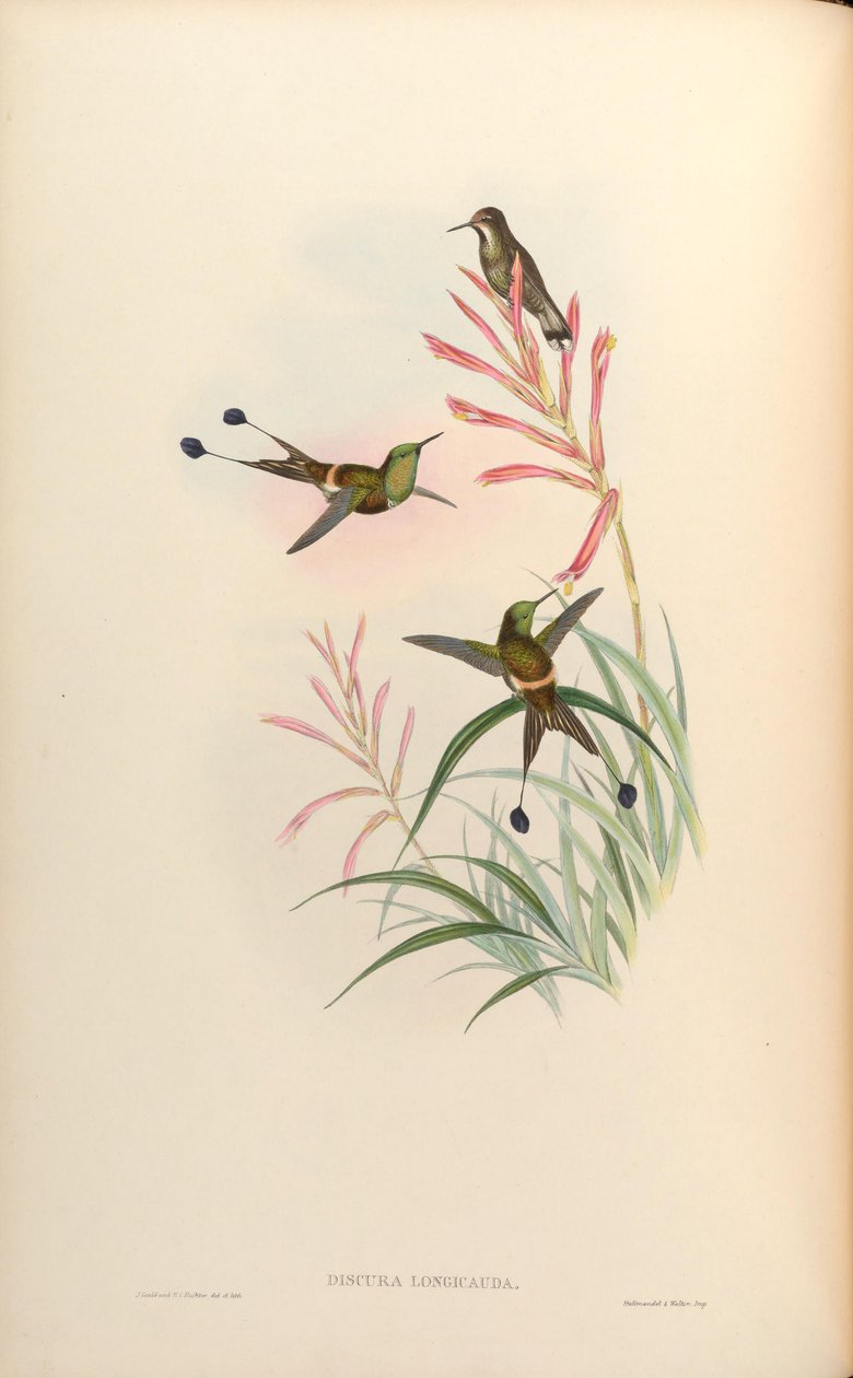 Discura longicauda = Discosura longicauda av John Gould