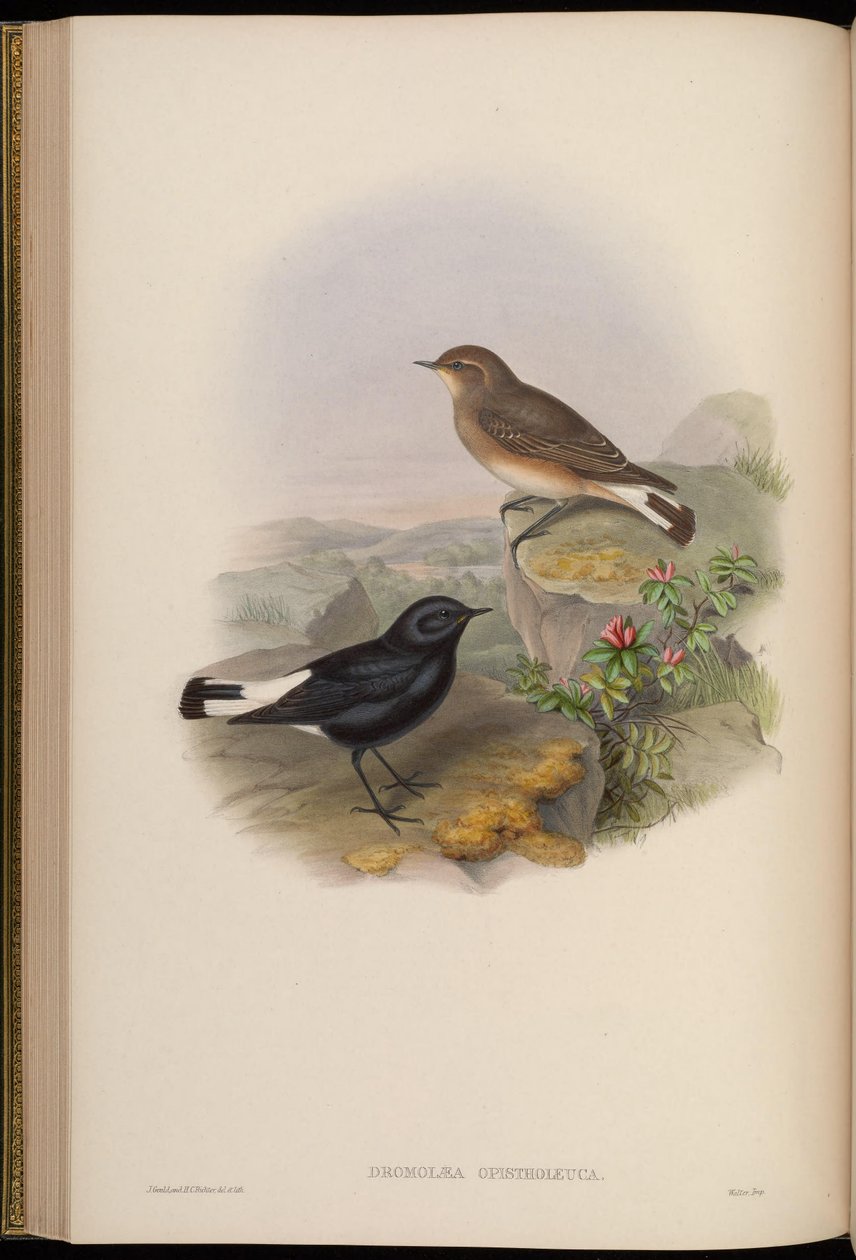 Bakre hvite løpere = Oenanthe pikata bakhvit av John Gould